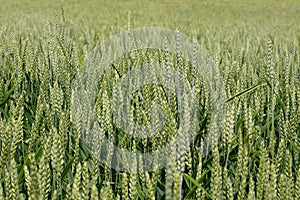 Field with green ears of wheat close up