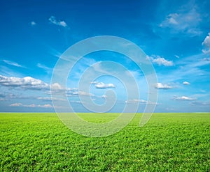 Field of green fresh grass
