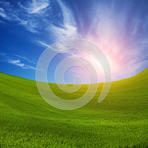 Field of green fresh grass