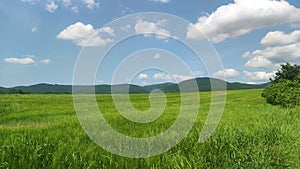 Field with green grain. Rural landscape and agriculture concept