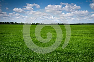 A field with green grass