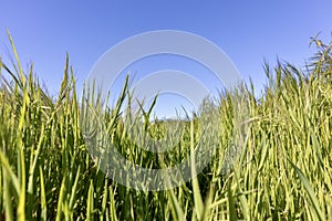 Field of green grass against blue sky