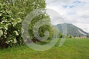 Field with green grass on a background of mountains and cloudy sky.   Let`s save the world