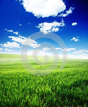 Field of green grass and blue cloudy sky