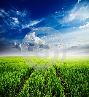 Field of green grass and blue cloudy sky