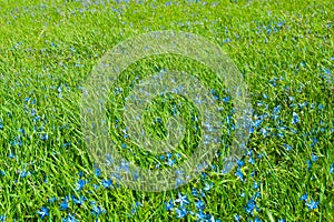 Field of a green grass with blue flowers