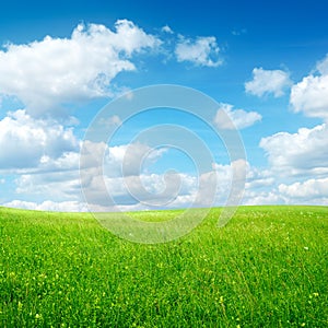 Field with green grass and blue sky