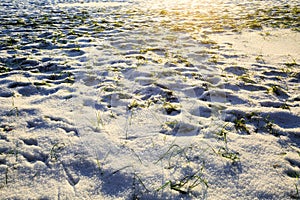 Field with green grass covered snow in winter during sunset. Meadow under the snow. Winter landscape.
