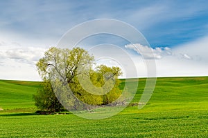 Field of green grass covering hills under a blue sky in Palouse Hills