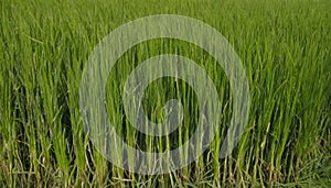 A field of green grass with a few blades sticking up