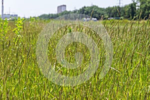 Field with green grass and flowers. Agroculture, plant. Background, wallpaper, texture.