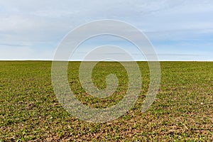 Field with green grass horizon blue sky