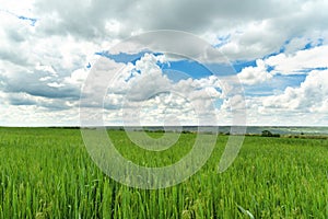 Field of green grass and perfect blue sky with clouds