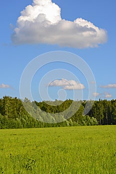 Field of green grass and perfect sky and trees