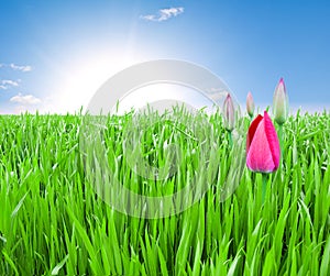 Field of green grass and pink tulips