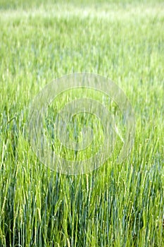 Field of green grass with short dof