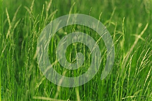 Field of green grass with spikelets closeup. Time for haymaking of ripened green grass in the meadow.