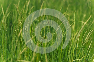 Field of green grass with spikelets closeup. Time for haymaking of ripened green grass in the meadow. Wallpaper,