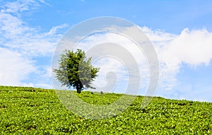 Field of green grass and trees at blue sky