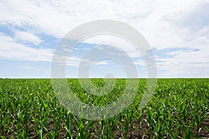 Field green with growing corn on a background of blue sky with clouds. Agriculture