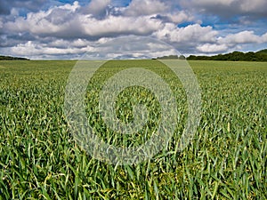 A field of green growing wheat into the far distance against a blue sky with white clouds