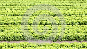 field of green lettuce grown on sandy soil photo