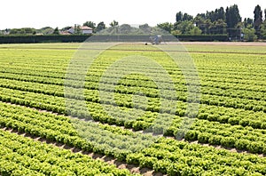 Field of green lettuce in the Padana plain in northern italy