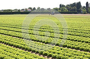 Field of green lettuce in the Padana plain in northern italy photo