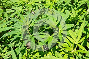 Field of green marijuana (hemp)