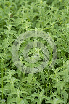 Field of green medicinal plants Mentha piperita