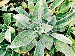 A field of green Stachys lanata plants growing