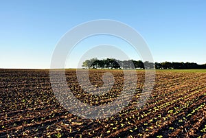 Field with green sunflowers plant rows on the hill, line of oak trees in horizon, blue sky