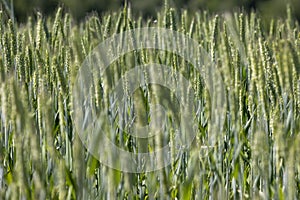 a field with green unripe cereals in summer