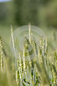 a field with green unripe cereals in summer