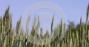 a field with green unripe cereals in summer