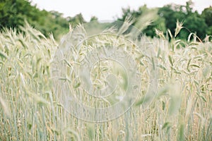 The field of the green wheat