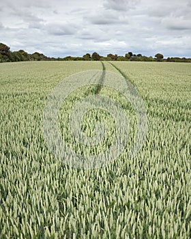 Field of Green Wheat.