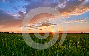 Field with green wheat on a background of stunning sunset