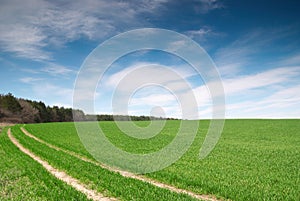 Field with green wheat and blue sky with forest and dirt road