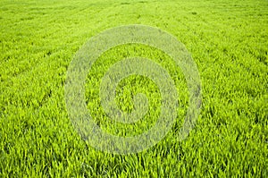 Field of green wheat grass