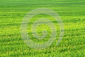 Field of green wheat grass