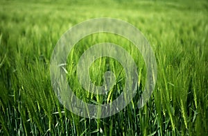 Field of green wheat grass