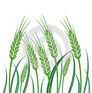 Field of Green Wheat - illustration