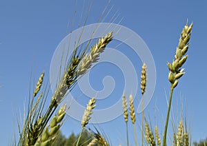 Field of green wheat and rye ears against a blue sky