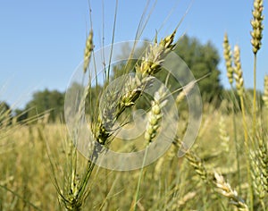 Field of green wheat and rye ears against a blue sky