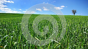 Field of green wheat with tree.