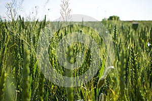Field of green wheat under the sun
