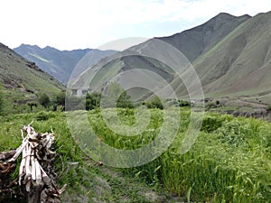 Field of green wheat  in the valley of Markah in Ladakh, India.