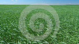 Field of green young wheat ears in wind. Boundless farm field slow motion. Wide shot.