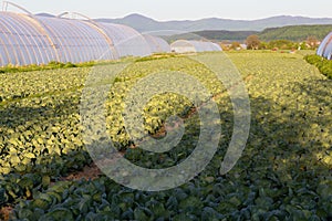 Cabbage grows in rows in the field between the greenhouses. Cabbage is intended for growing in open and closed ground.